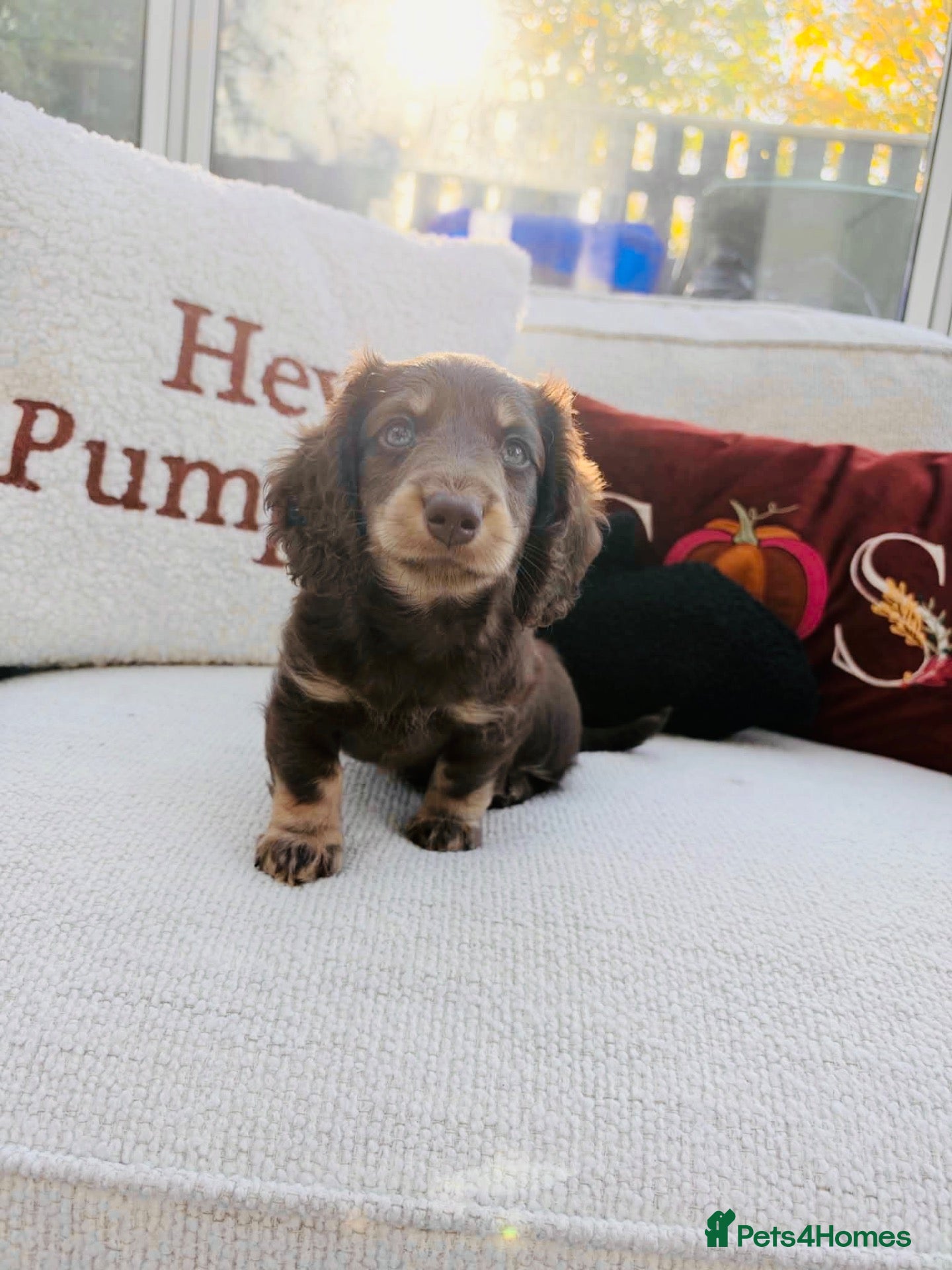 Miniature Dachshund dogs  LAST BOY!  miniature daschund - Advert 17