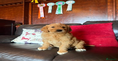 Golden Retriever dogs - Advert 13