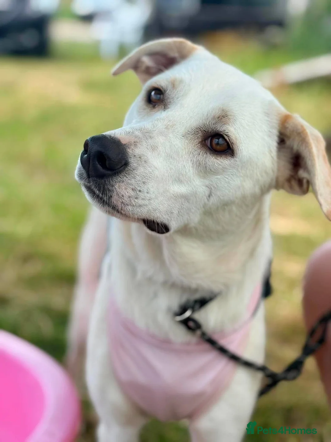 Mixed Breed dogs for adoption: Meet Mazie, currently residing in Essex in Frinton-on-Sea - Advert 2