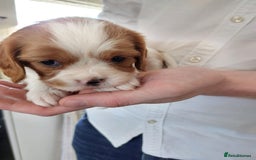 Cavalier King Charles Spaniel dogs for sale: Outstanding Cavalier King Charles Puppies  - Image 18