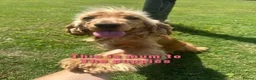 Cocker Spaniel dogs for sale: Show cocker spaniel for sale in Bristol - Advert 3