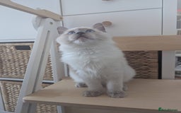 Ragdoll cats for sale: Ragdoll Kitten Seeks Loving Home💙 - Image 5