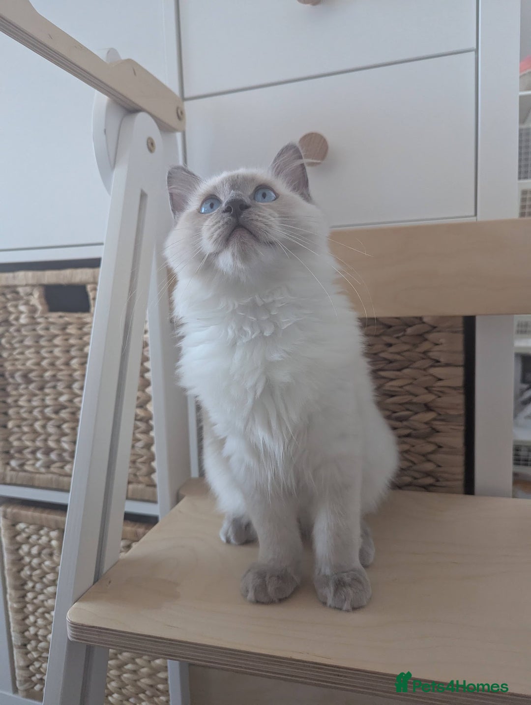 Ragdoll cats for sale: Ragdoll Kitten Seeks Loving Home💙 - Image 5