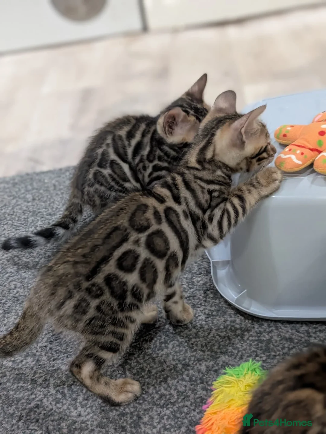 Bengal cats for sale: 🔥✨Pedigree TICA-Registered Bengals - Advert 1