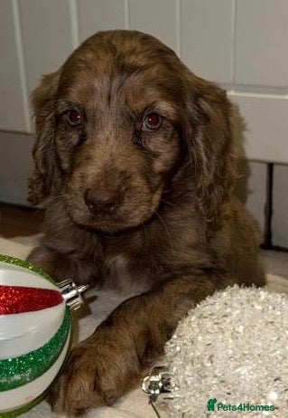 Cockapoo dogs Cockerpoo puppy - Advert 15