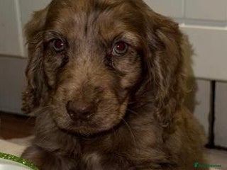 Cockapoo dogs Cockerpoo puppy - Advert 17