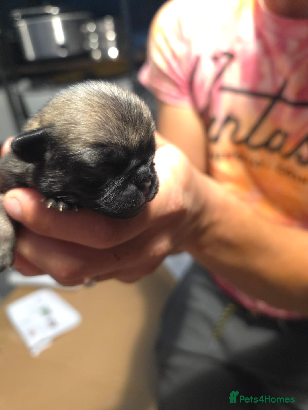 Pug dogs for sale: KC Pug puppies 4 girls 3 boys - Image 32