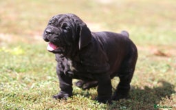Neapolitan Mastiff dogs for sale: Import Neopolitan mastiff  - Image 3