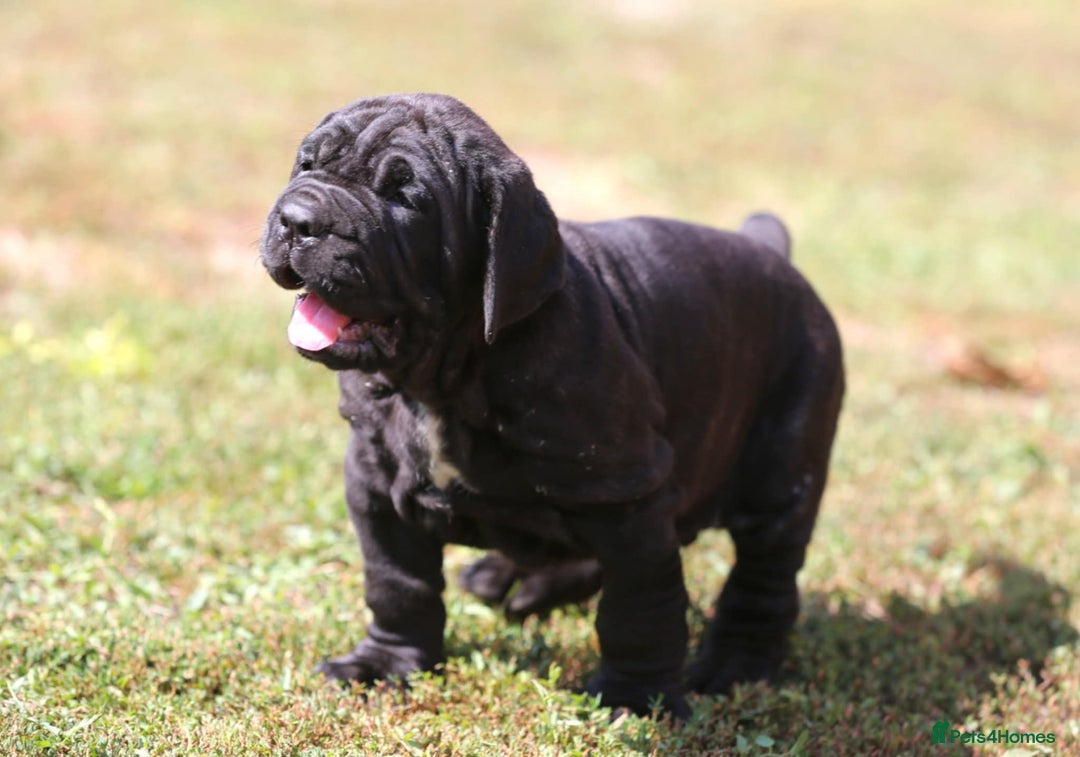 Neapolitan Mastiff dogs for sale: Import Neopolitan mastiff  - Image 3