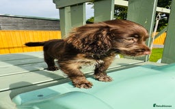 Cockapoo dogs for sale: Chocolate Merle Cockapoo Babies 🐾🐾🐾 - Image 10