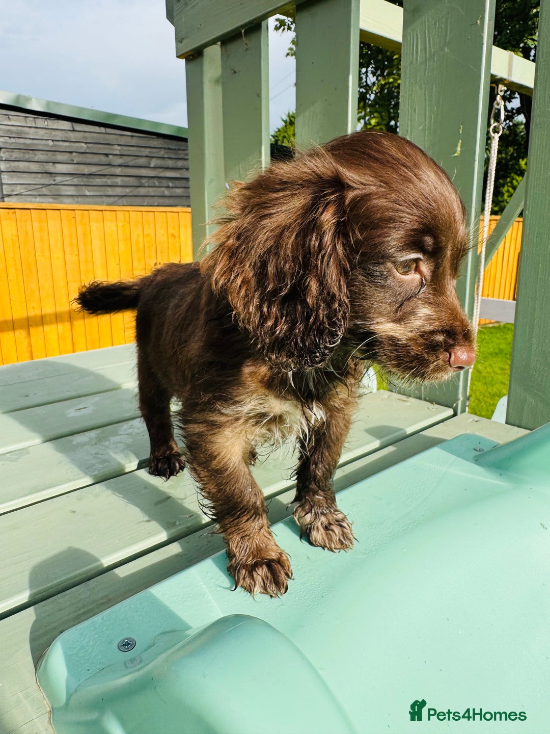 Cockapoo dogs for sale: Chocolate Merle Cockapoo Babies 🐾🐾🐾 - Image 10