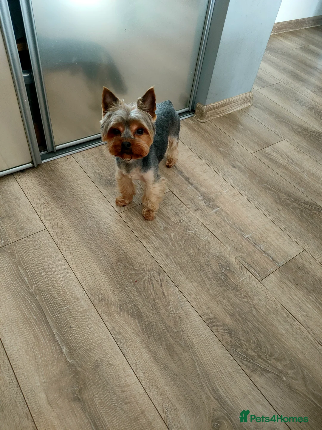 Yorkshire Terrier dogs for stud: Dog for stud  in Retford - Advert 17
