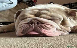 English Bulldog dogs for sale: Albie  - Advert 6