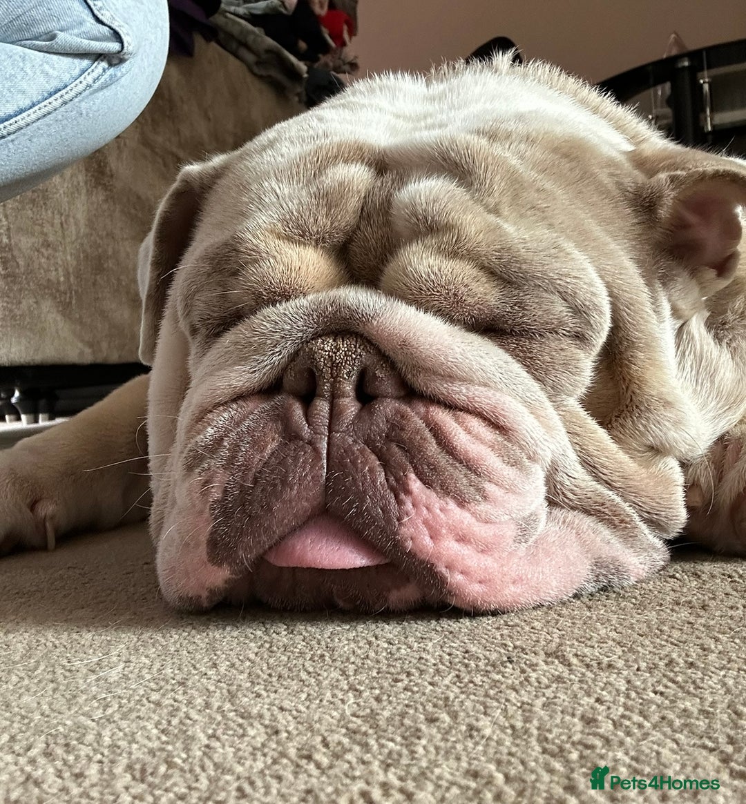 English Bulldog dogs for sale: Albie  - Advert 6