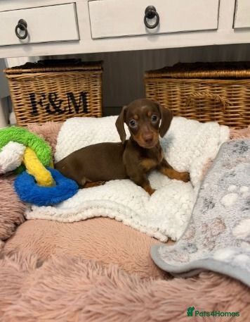 Miniature Dachshund dogs Beautiful Miniature Dachshund Puppies - Advert 1