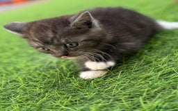 British Shorthair cats for sale: BSH KITTENS - Image 10