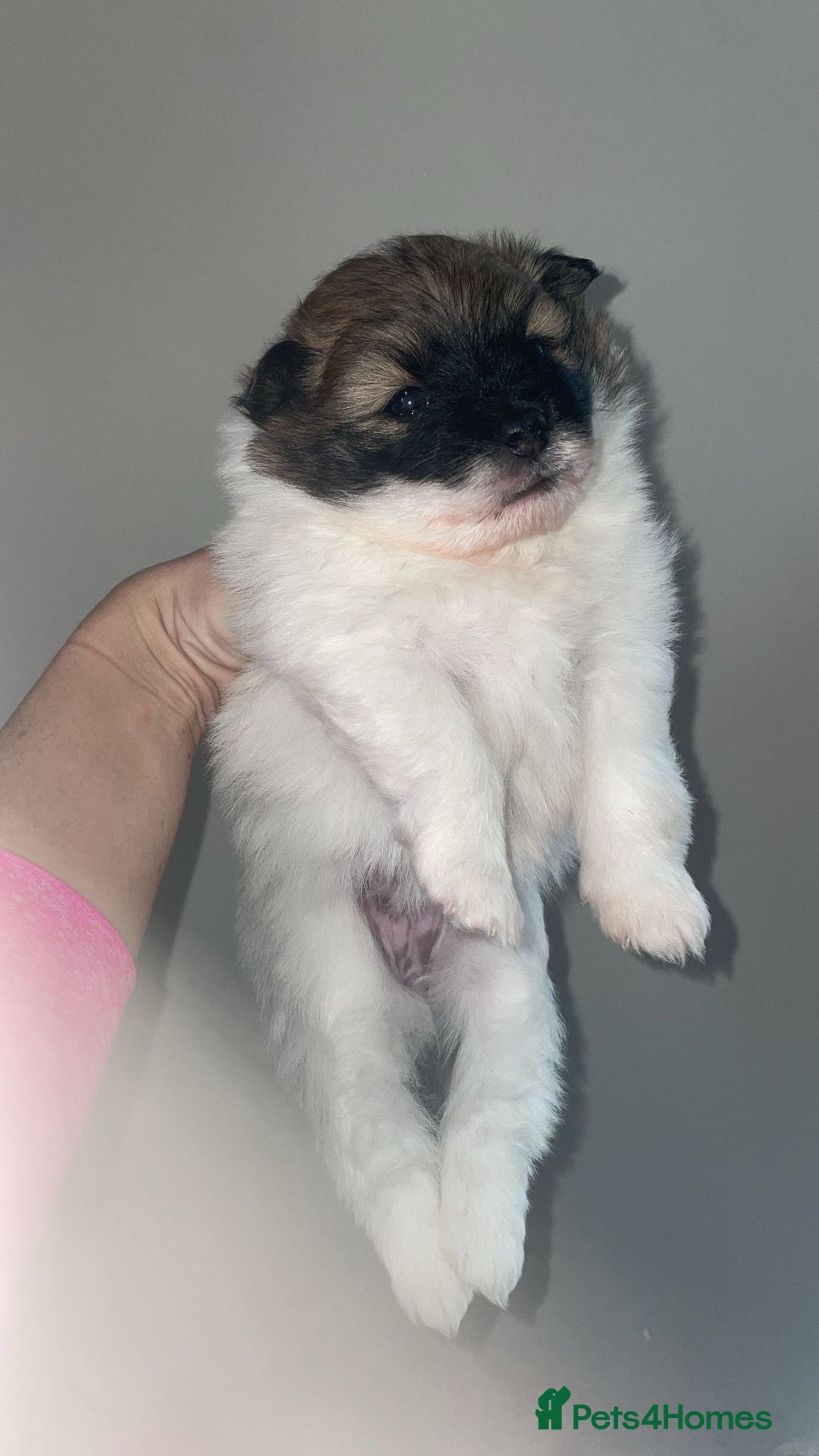 Mixed Breed dogs for sale: Aussie poos  - Advert 3