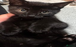 Mixed Breed cats for sale: Beautiful mixed breed kittens  - Image 6