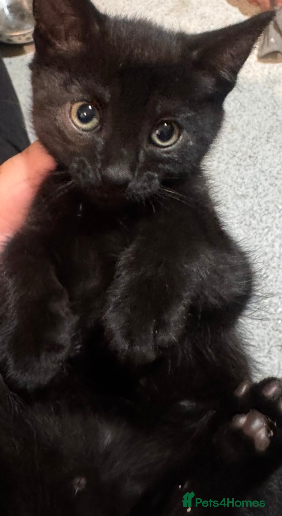 Mixed Breed cats for sale: Beautiful mixed breed kittens  - Image 6