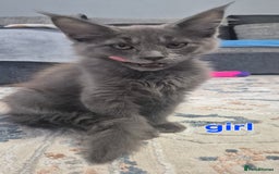 Maine Coon cats for sale: Maine Coon Glasgow AVAILABLE  - Image 4