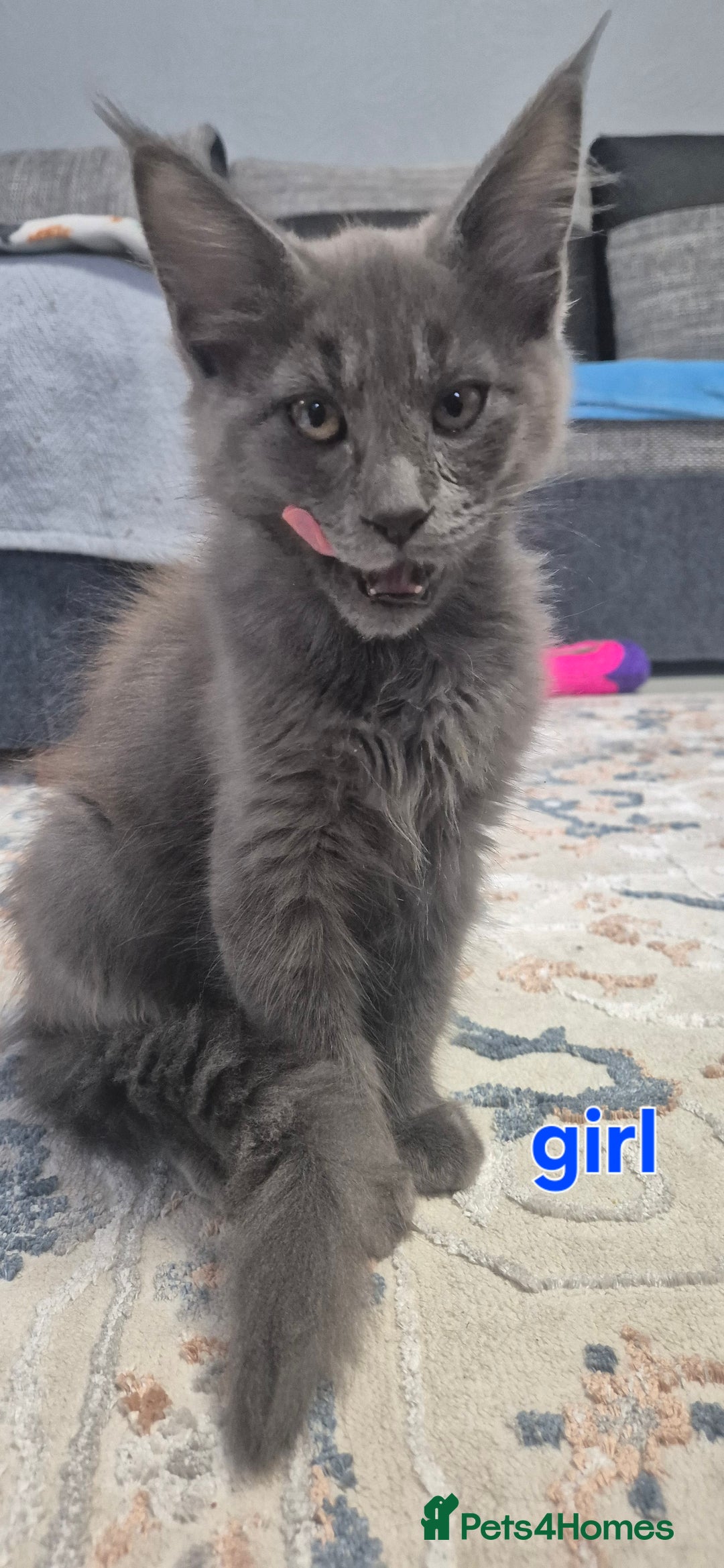 Maine Coon cats for sale: Maine Coon Glasgow AVAILABLE  - Image 4