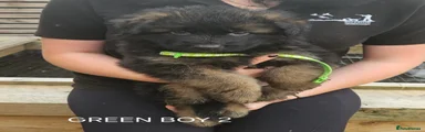 German Shepherd 1