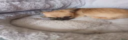 Pomchi dogs for sale: Adorable Pomchi pups in Liverpool - Advert 5