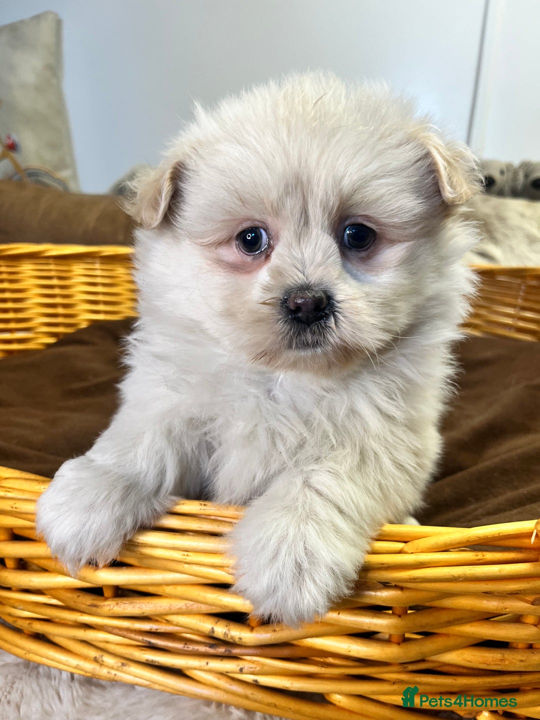 Mixed Breed dogs for sale: stunning fluffy Pomshi - Advert 10