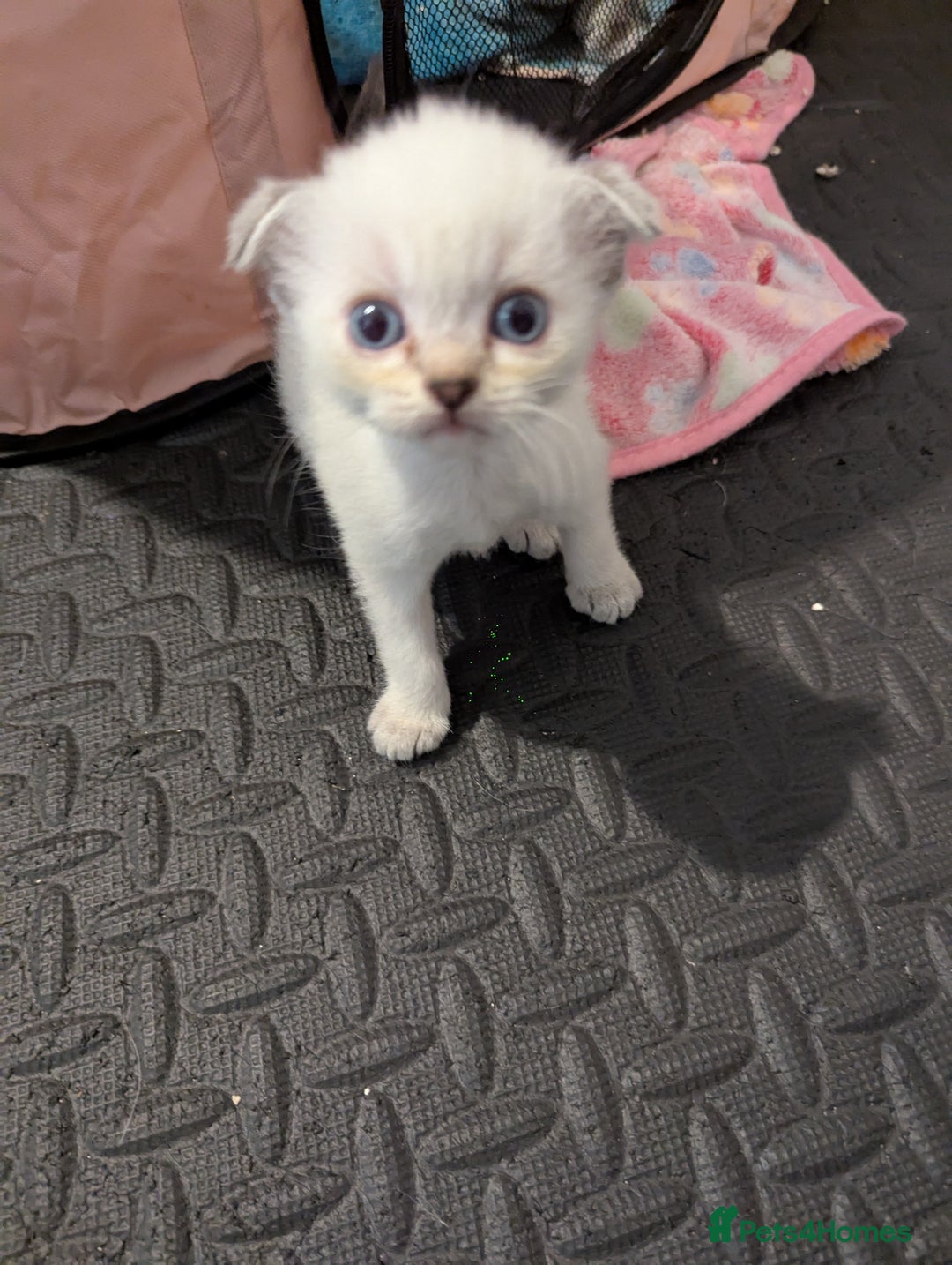Scottish Fold cats for sale: 🐾 Beautiful Scottish Fold Kittens (3 Reserved) 🐾 - Image 10