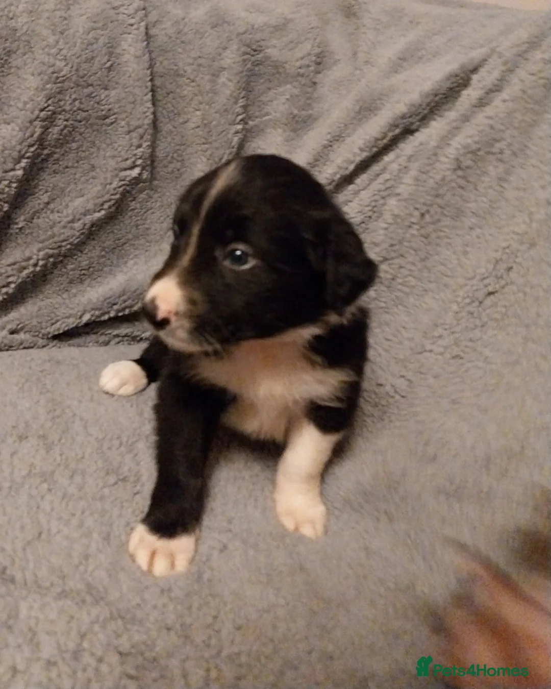 Border Collie dogs for sale: Beautiful border collie puppies - Advert 2