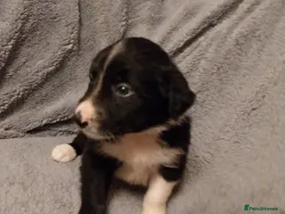 Border Collie dogs Beautiful border collie puppies - Advert 15