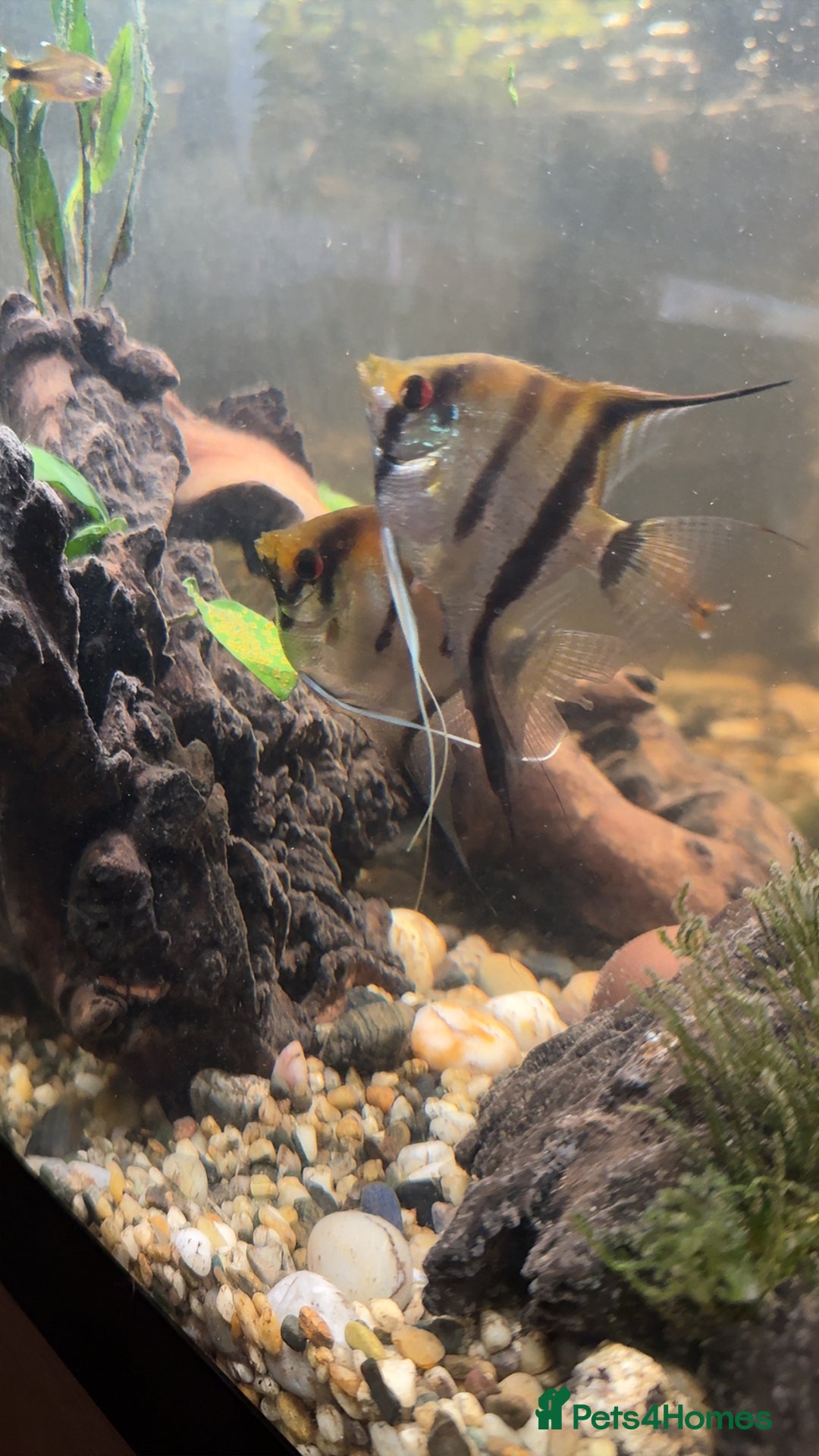 Bettas fish for sale: 8 Angelfish 1 female Betta  - Advert 3