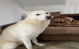 Siberian Husky dogs for sale: Kimbo - Image 3