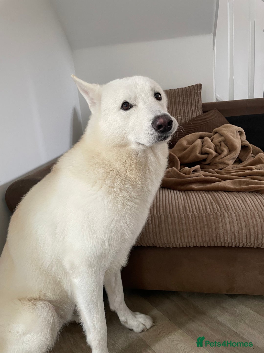 Siberian Husky dogs for sale: Kimbo - Image 3