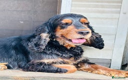Cocker Spaniel dogs for sale: Retirement home  - Image 5
