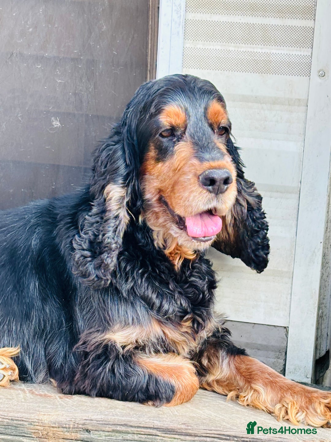 Cocker Spaniel dogs for sale: Retirement home  - Image 5