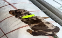 Miniature Dachshund dogs for sale: Beautiful Dachshund puppy’s  - Image 23