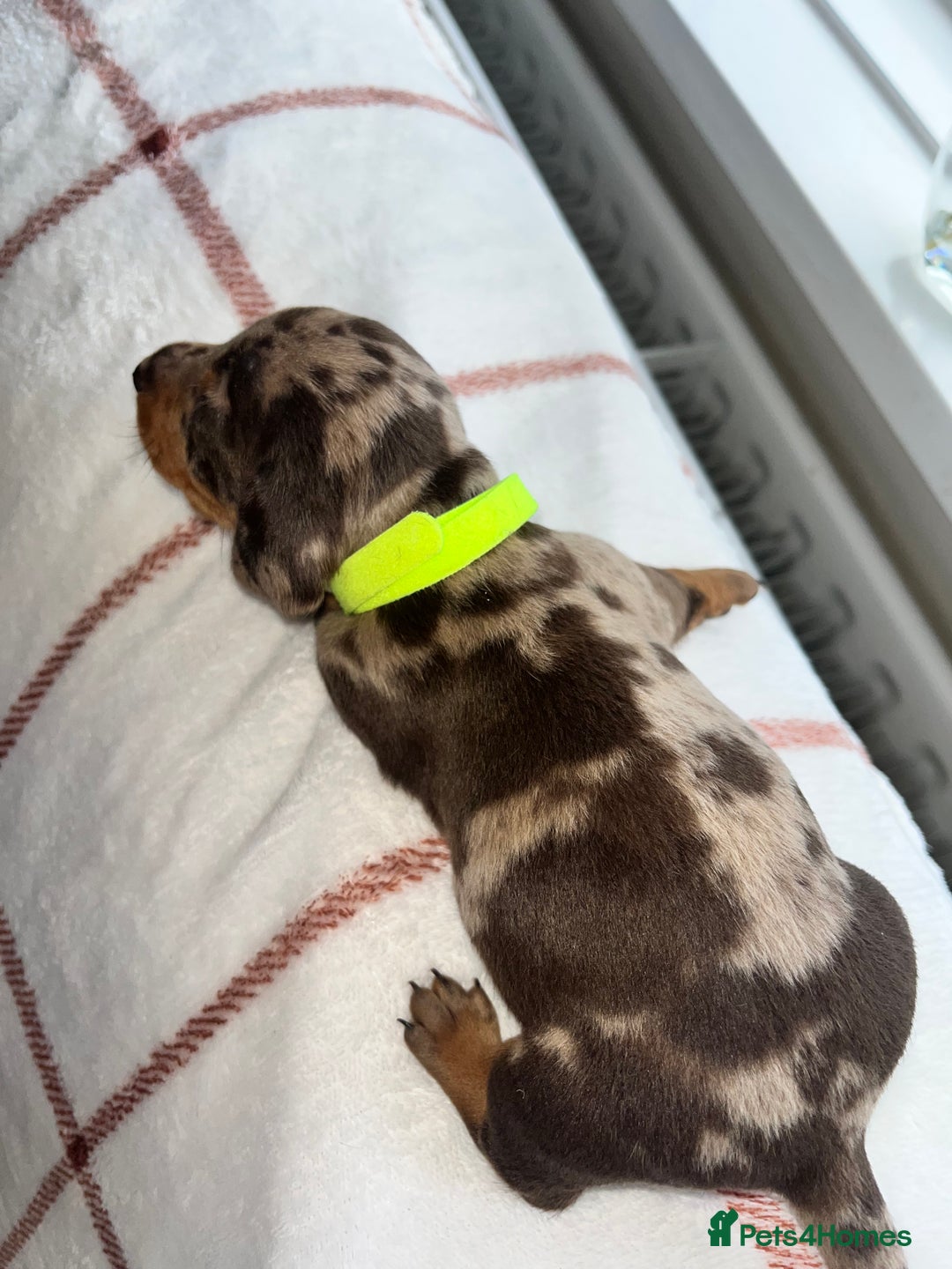 Miniature Dachshund dogs for sale: Beautiful Dachshund puppy’s  - Image 23