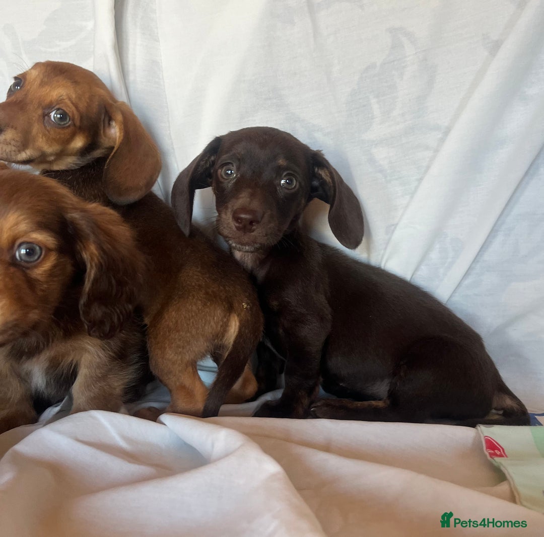 Miniature Dachshund dogs for sale: Miniature dachshund **updated  - Image 13