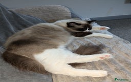Ragdoll cats for sale: Beautiful seal point mitted snowshoe ragdoll  - Image 7