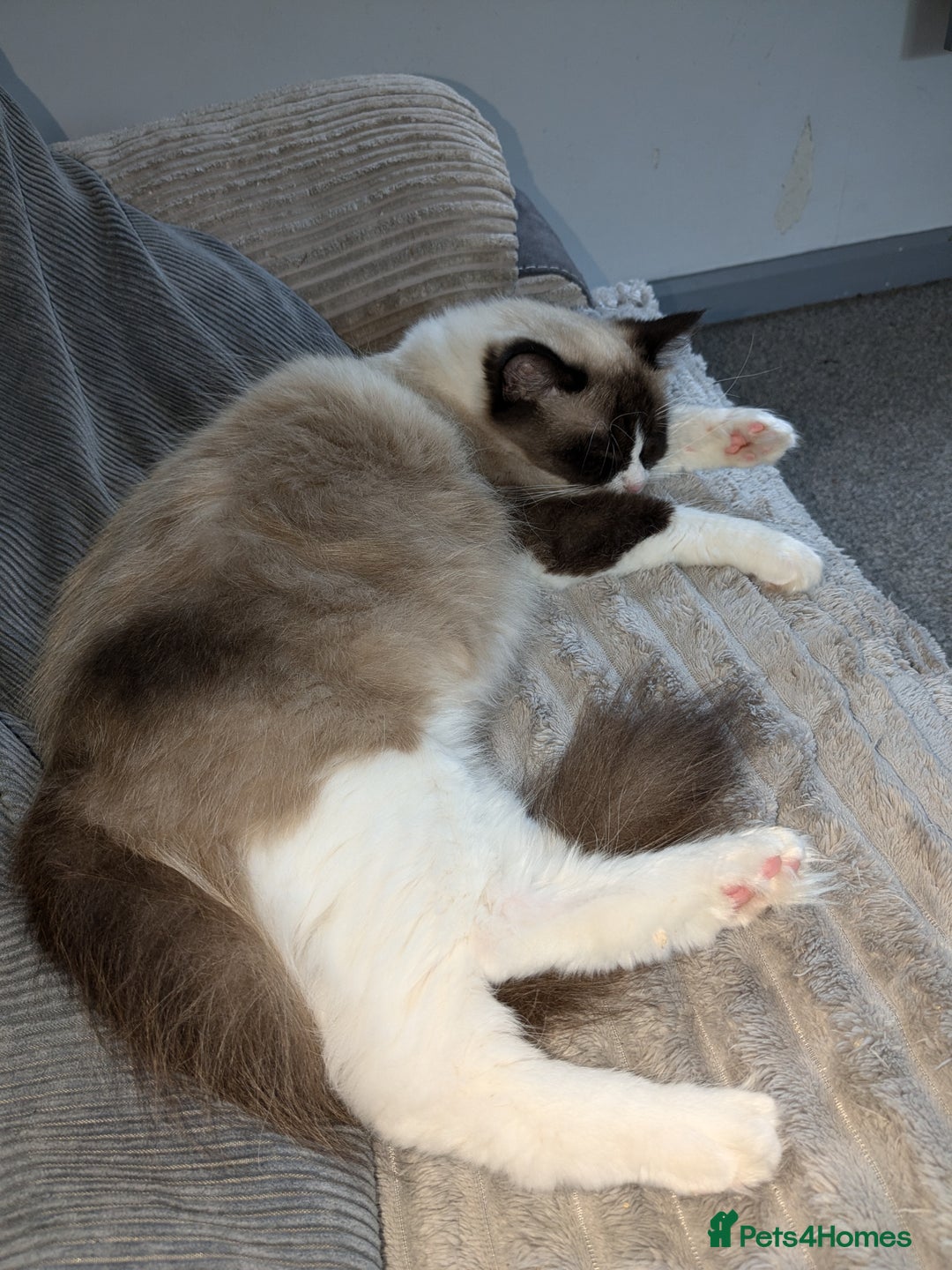 Ragdoll cats for sale: Beautiful seal point mitted snowshoe ragdoll  - Image 7