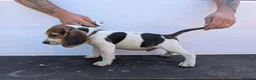 Beagle dogs for sale: Gorgeous Beagle puppies - Advert 7