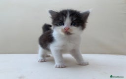 Mixed Breed cats for sale: Gorgeous Siberian Neva Masquerade Cross Kittens! - Image 4