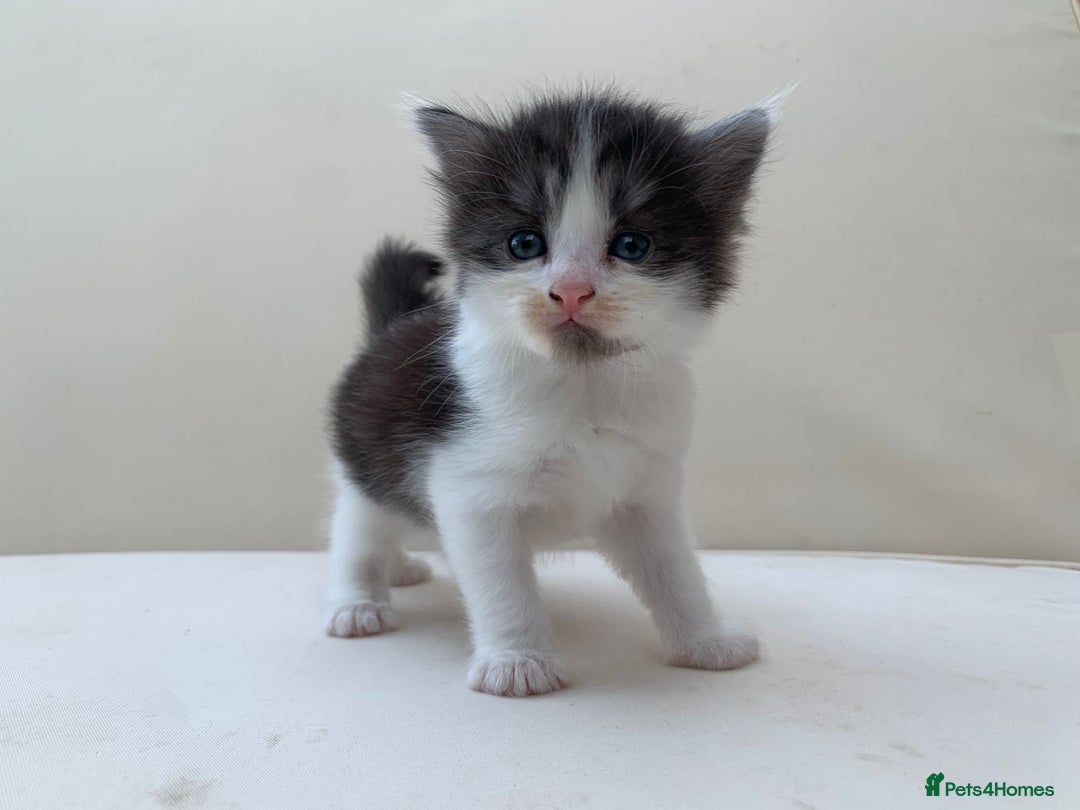 Mixed Breed cats for sale: Gorgeous Siberian Neva Masquerade Cross Kittens! - Image 4