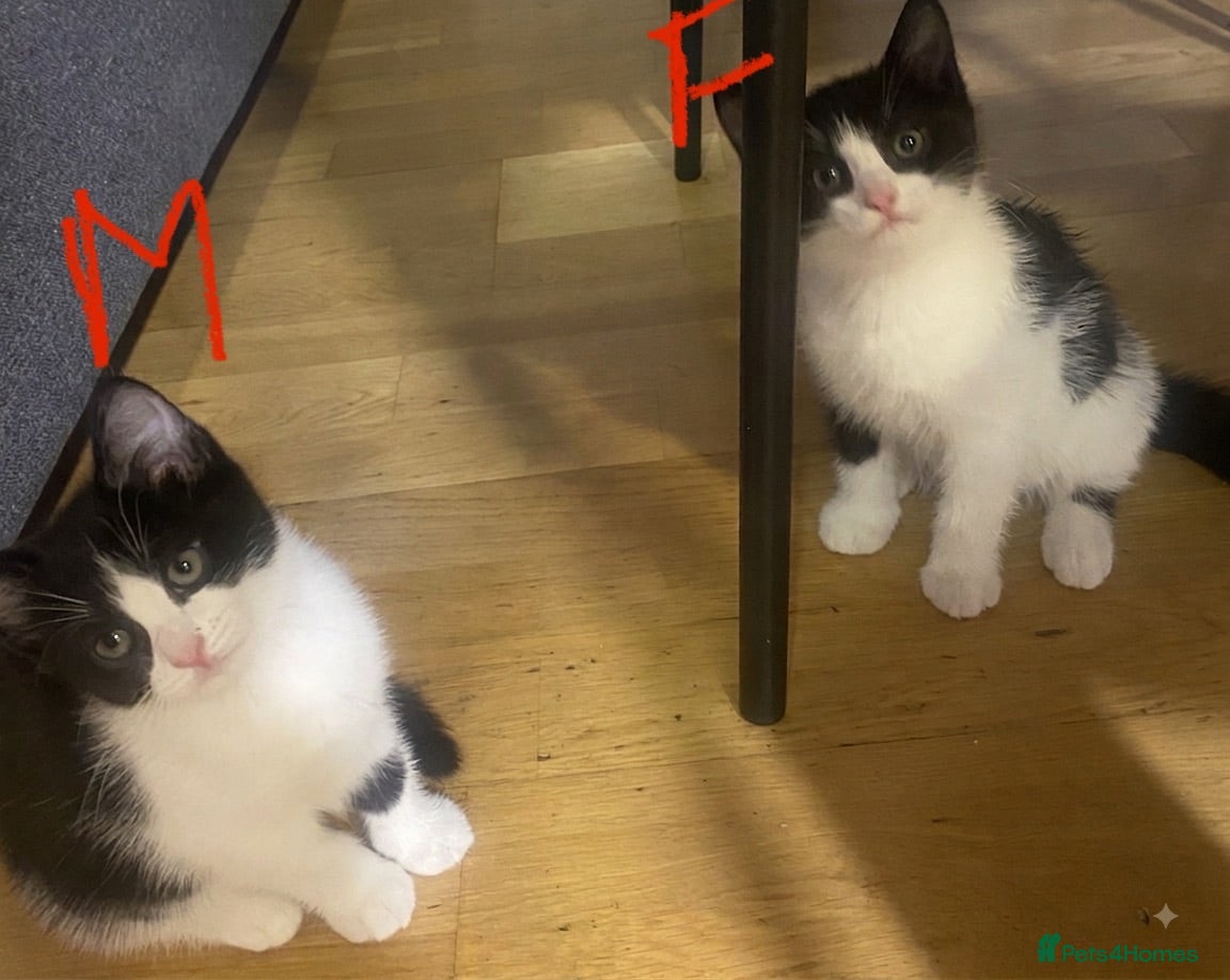 Mixed Breed cats Urgent 2 adorable kittens 1 Male 1 Female  - Advert 3