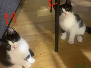 Mixed Breed cats Urgent 2 adorable kittens 1 Male 1 Female - Advert 3