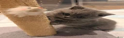 British Shorthair cats for sale: Pedigree British Shorthair Kittens - Advert 22