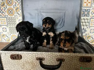 Cockapoo dogs Cockapoo’s ready beginning of April - Advert 1