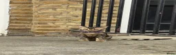 Bengal cats for sale: Ready TO LEAVE ! PURE TICA BENGALS - Advert 2