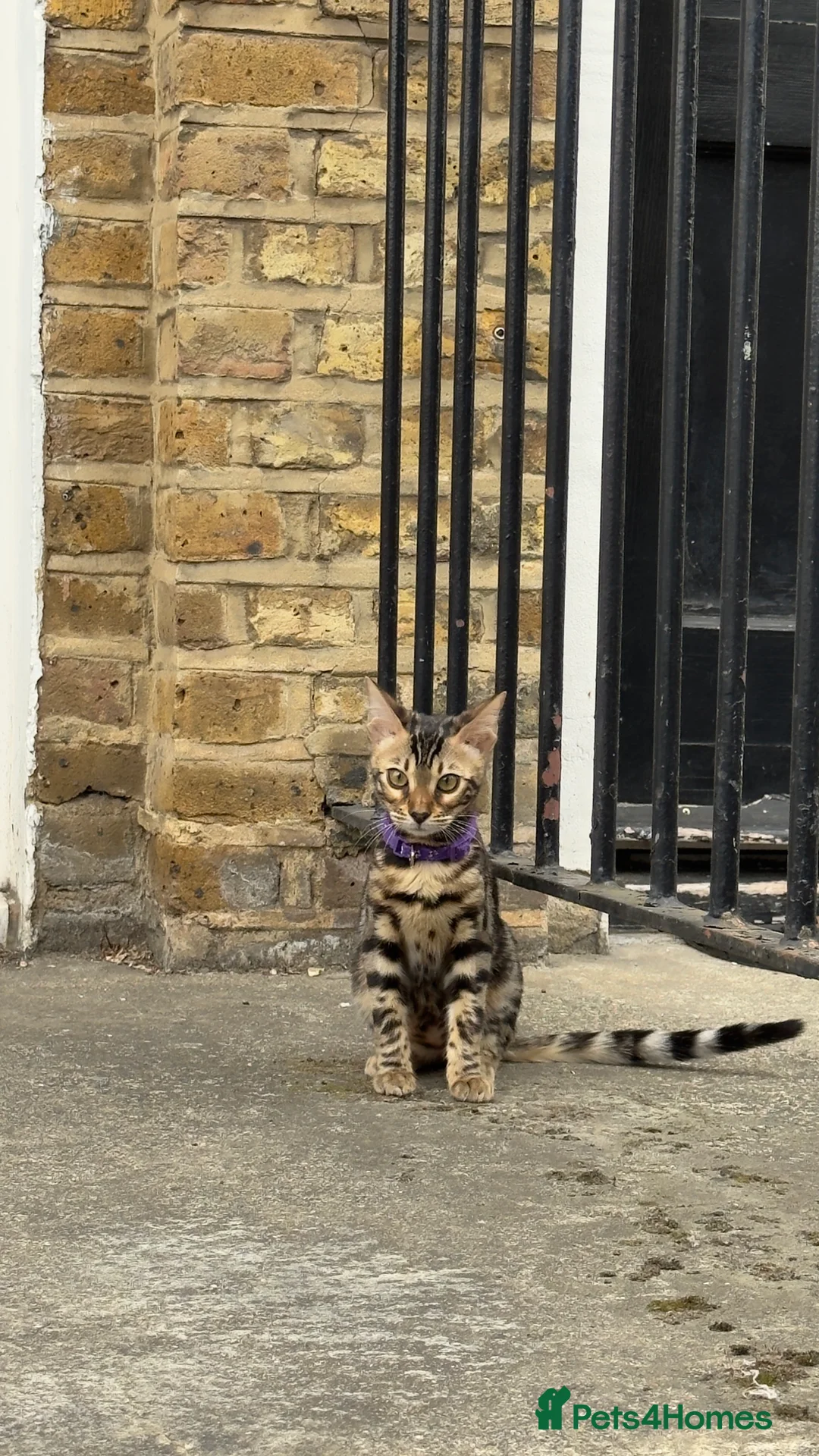 Bengal cats for sale: Ready TO LEAVE ! PURE TICA BENGALS - Advert 2